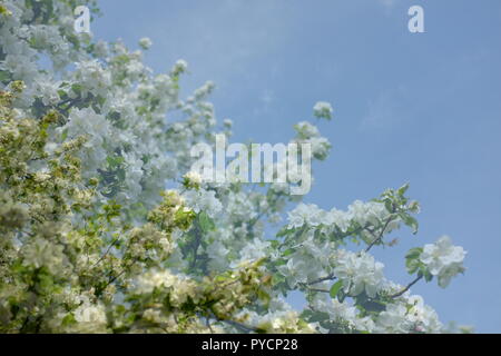 Abstrakt floral background. Muster der grüne Zweige und Sonnenlicht in der Natur Stockfoto