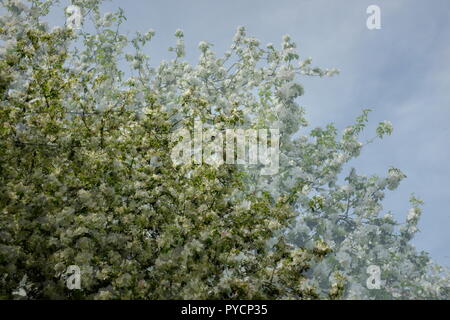 Abstrakt floral background. Muster der grüne Zweige und Sonnenlicht in der Natur Stockfoto