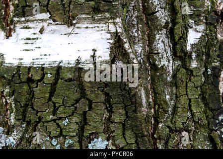 Natürliche Hintergrund - Der horizontale Textur einer echten Birkenrinde close-up im Frühling Stockfoto