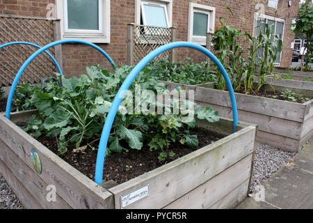 Die Gemeinschaft Gemüsebeete außerhalb der Community Center in Todmorden, West Yorkshire - Teil der unglaublichen Essbar. Stockfoto