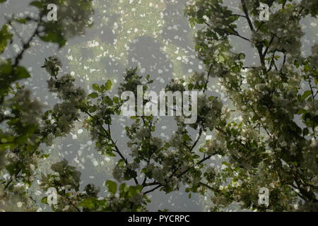 Abstrakt floral background. Muster der grüne Zweige und Sonnenlicht in der Natur Stockfoto