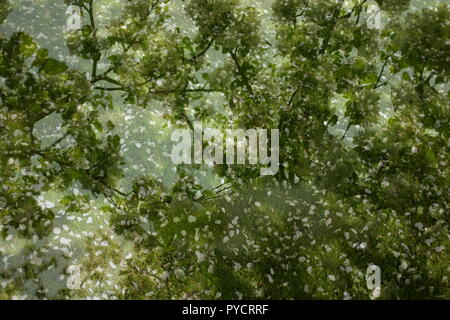 Abstrakt floral background. Muster der grüne Zweige und Sonnenlicht in der Natur Stockfoto