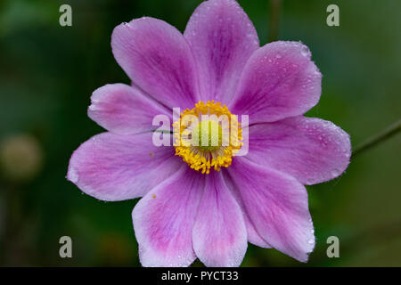 Blühende japanische Anemone (hupehensis, thimbleweed, Wildflower) isolierten Makro Nahaufnahme shot mit Blütenblättern, die mit wenigen Tropfen Wasser. Stockfoto