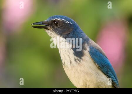 American Blue Jay Bird (Cyanocitta cristata) hautnah mit seinen Schnabel zu öffnen. Verschwommen rosa und grünen Hintergrund. Stockfoto