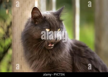Zischen graue Langhaarkatze Zähne Stockfoto