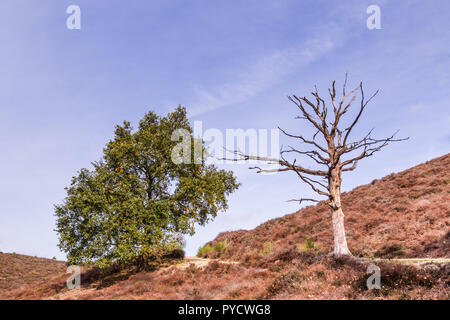 Winterlandschaft Nationalpark Veluwe, Niederlande Stockfoto