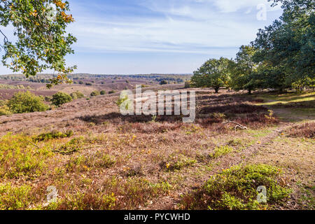 Winterlandschaft Nationalpark Veluwe, Niederlande Stockfoto