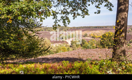 Winterlandschaft Nationalpark Veluwe, Niederlande Stockfoto