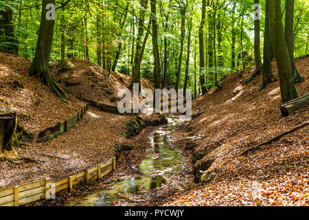 Kleinen Bach im Wald Stockfoto