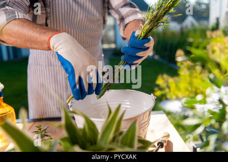 Mann, der gestreifte Schürze und Handschuhen schneiden einige trockene Wurzeln der Blumen Stockfoto