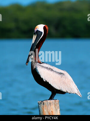 Brown pelican auf einer Häufung an Ding Darling NWR Sanibel, Florida. Stockfoto