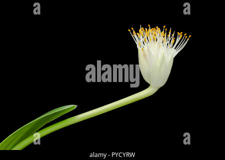 Pinsel, Pinsel, Lily, Haemanthus albiflos, eine saftige Birne aus Südafrika (im Anbau). Familie der Amaryllidaceae Stockfoto