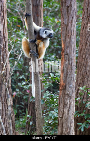 Diadem Sifaka, Propithecus diadema, Vakona Forest Reserve, Andasibe/Perinet, Madagaskar Diadem Sifaka, Propithecus diadema, Vakona Forest Reserve, Andasibe/Perinet, Madagaskar