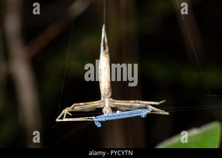 Net-casting Spinne, Deinopis sp) Ranomafana, Madagaskar Stockfoto