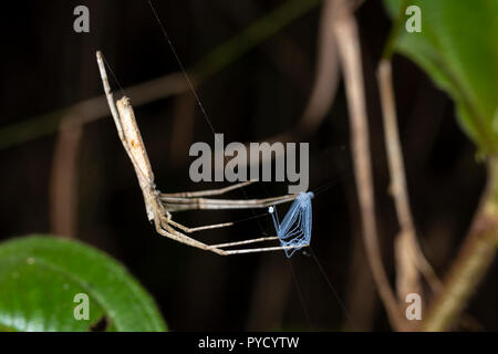 Net-casting Spinne, Deinopis sp) Ranomafana, Madagaskar Stockfoto