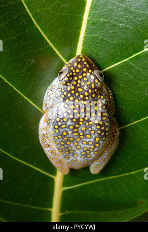 Weiß getupftem Reed Frosch, Heterixalus alboguttatus, Ranomafana Nationalpark, Madagaskar. Familie Hyperoliidae. Stockfoto