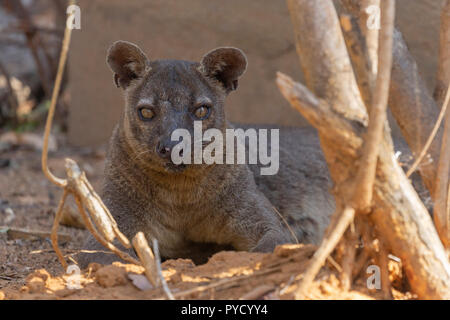 Fossa, Cryptoprocta ferox, Kirindy, Madagaskar. Familie Eupleridae Stockfoto