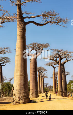 Madagaskar. Grandidier der Baobab, der Adansonia grandidieri, Allee der Baobabs, Morondava, Madagaskar Stockfoto