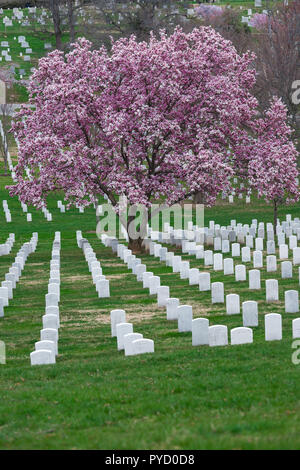 Arlington National Cemetery mit schönen Cherry Blossom und Grabsteine, Washington DC, USA Stockfoto