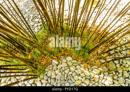 Bambus wächst in der tropische Garten Monte Palace auf Madeira - Portugal Stockfoto