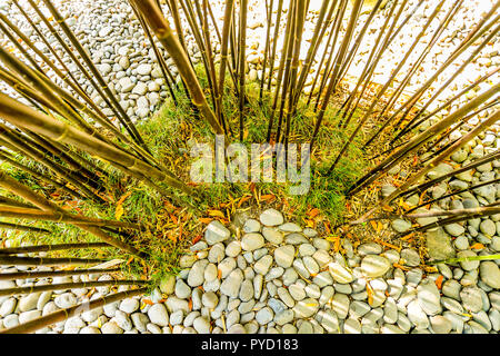 Bambus wächst in der tropische Garten Monte Palace auf Madeira - Portugal Stockfoto