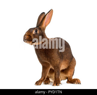 Belgische Hasen vor einem weißen Hintergrund Stockfoto