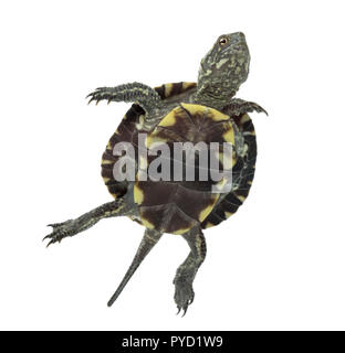 Europäischen Teich Schildkröte (1 Jahr alt), Emys Orbicularis