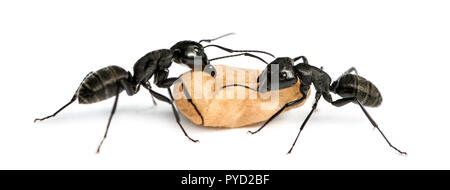 Zwei Tischler Ameisen, Camponotus vagus, Durchführung einer Ei Stockfoto