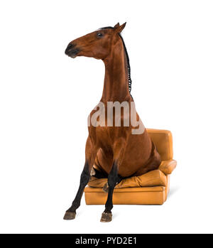 Andalusisches Pferd sitzt auf einem Sessel Stockfoto