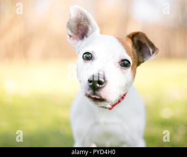 Eine kleine weiße und braune Jack Russell Terrier Mischling Hund mit einem aufrechten Ohr und ein Floppy Ohr Stockfoto