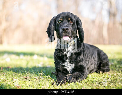 Eine schwarze und weiße Cocker Spaniel hund im Gras liegend Stockfoto