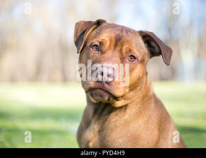 Eine rote Labrador Retriever/Terrier Mischling hund Hören mit einem Kopf neigen Stockfoto