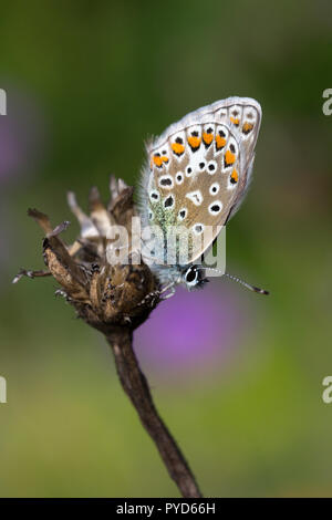 Closeup Bild eines Gemeinsamen Blauer Schmetterling (Polyommatus icarus) Stockfoto