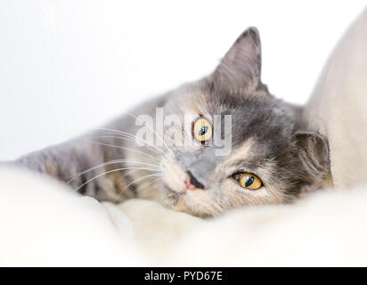 Ein Schildpatt verdünnen Katze mit gelben Augen entspannen auf einer weichen Decke Stockfoto