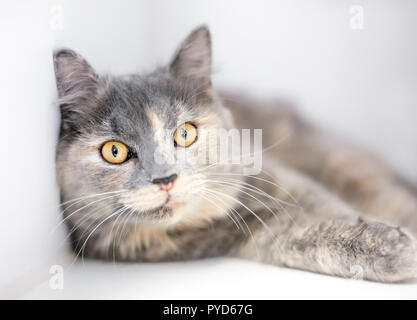 Ein Schildpatt verdünnen Katze mit gelben Augen in einer entspannten Position Stockfoto