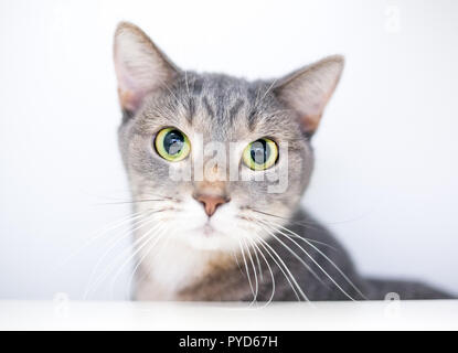 Ein wide-eyed inländischen Kurzhaarkatze mit großen geweitete Pupillen Stockfoto