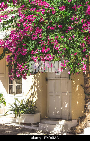 Straßen von neorio Stadt in Poros Island, Griechenland; Bäume mit rosa Blumen in engen Straßen, die hauseingänge Stockfoto