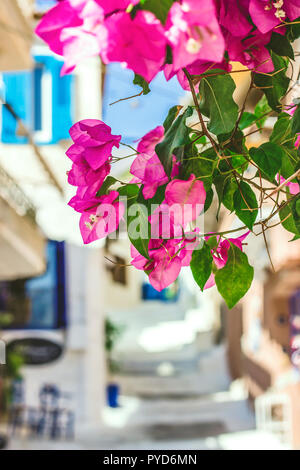 Straßen von neorio Stadt in Poros Island, Griechenland; Bäume mit rosa Blumen in engen Straßen, die hauseingänge Stockfoto