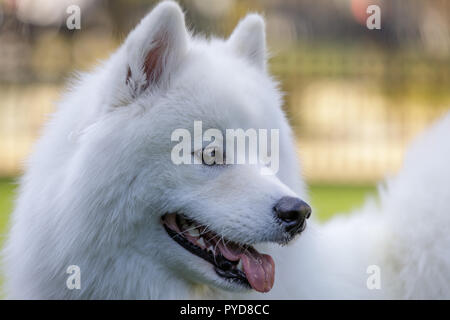 Samoyed Hund Kopf Stockfoto