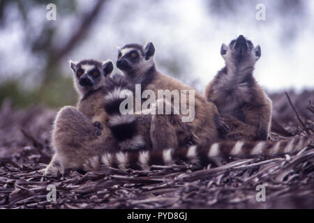 Ring-Tailed Lemur (Lemur catta), berenty Private Reserve, Anosy, Madagaskar Stockfoto