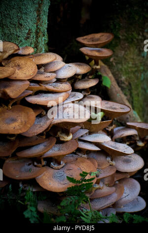 Pilze wachsen auf der Baumrinde im Wald Stockfoto