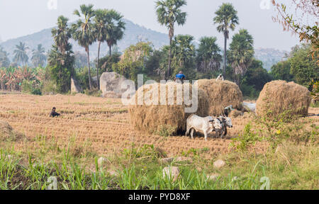 Indische Bauern, die in ihre Landwirtschaft feild, am frühen Morgen in anegundi Stockfoto