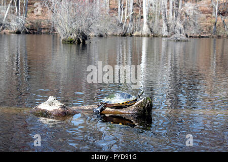 Turtle Sonnenbaden auf einer schwimmenden log an Kaufleute Mill Pond State Park, in der Nähe von Elizabeth City, North Carolina Stockfoto