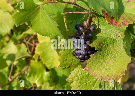 Nahaufnahme von reifen roten Riesling oberhalb von Rüdesheim im Rheintal Stockfoto