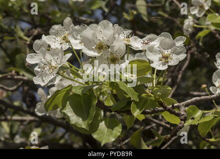 Eine wilde Birne, Pyrus spinosa, Pyrus amygdaliformis, Mandel-leaved Birne, in der Blume in eaerly Frühling. Stockfoto