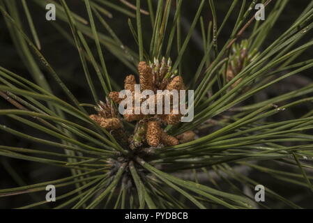 Türkische Kiefer oder Kalabrischen Kiefern, Pinus brutia; männliche Blüten. Stockfoto