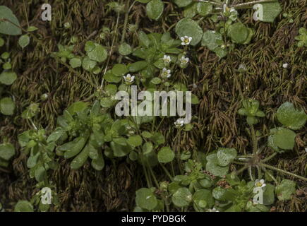 Ivy-leaved, Steinbrech Saxifraga hederacea wächst auf feuchten bemoosten Felsen, Rhodos. Stockfoto