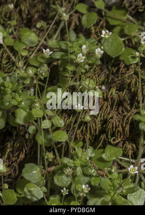 Ivy-leaved, Steinbrech Saxifraga hederacea wächst auf feuchten bemoosten Felsen, Rhodos. Stockfoto