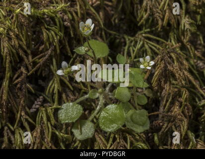 Ivy-leaved, Steinbrech Saxifraga hederacea wächst auf feuchten bemoosten Felsen, Rhodos. Stockfoto