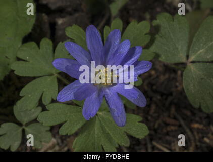 Balkan Anemone, Anemone blanda, blaue Form in Blüte; Rhodos. Stockfoto